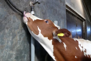 Kada krava liže sve što stigne došlo je do poremećaja u hranidbi
