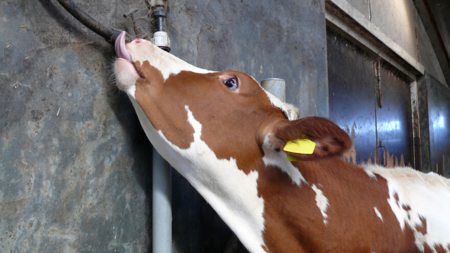 Kada krava liže sve što stigne došlo je do poremećaja u ishrani