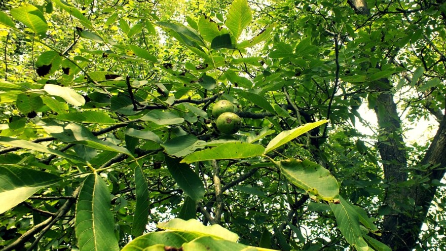 Najveći orah na Balkanu? Obim stabla skoro tri metra