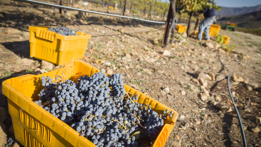 Svjetska proizvodnja grožđa: Manjak u EU nadoknađuje Kina