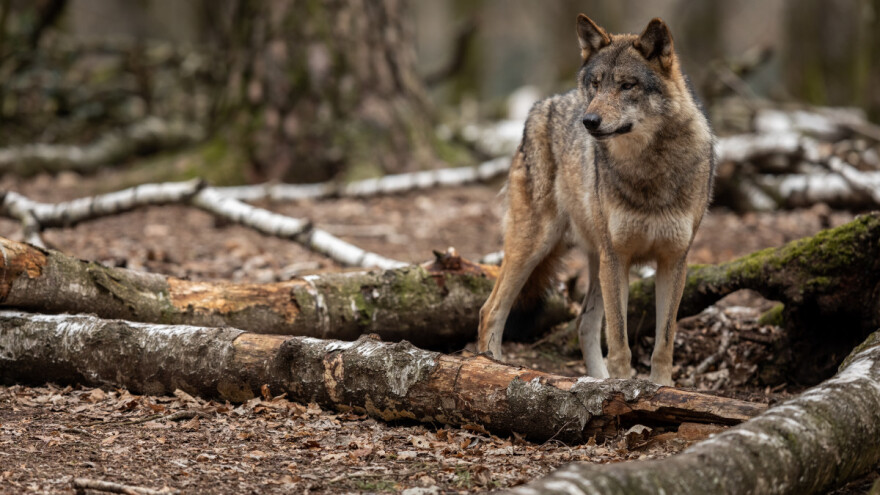 Novi užasni prizor: Obezglavljeni leš vučice obješen na prometni znak kod Knina