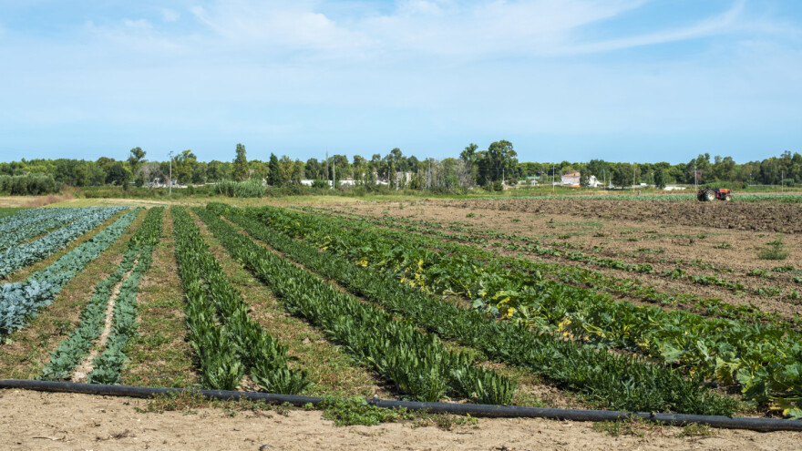 Plodored u povrtarskoj proizvodnji: Na šta treba obratiti pažnju?