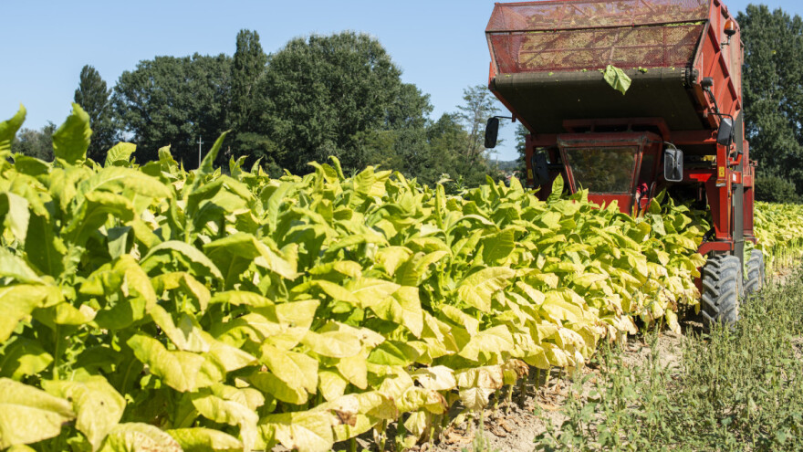 Aragović: Hoće li proizvodnja duhana propasti odlaskom BAT-a ili propada jer je tu?