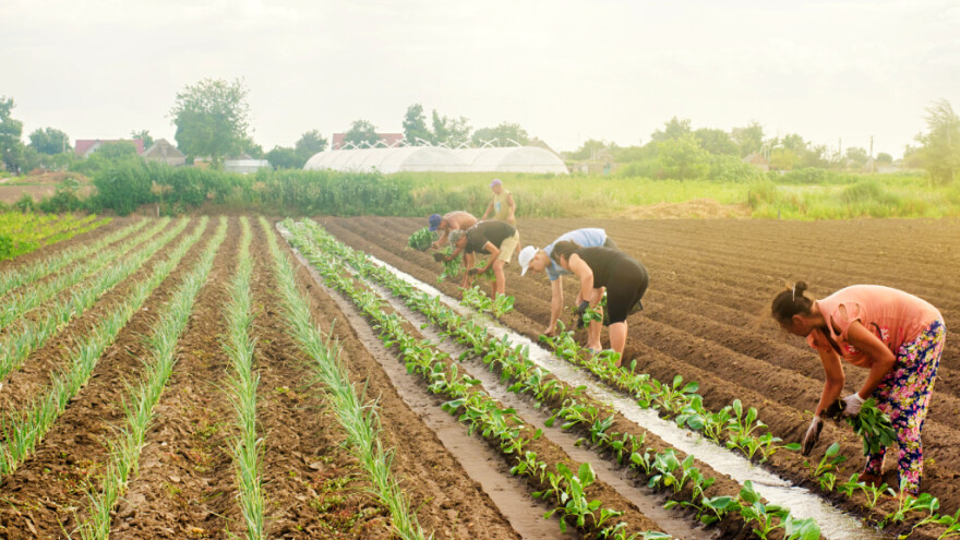 U Italiji na polju umrla dva poljoprivredna radnika - traže zabranu rada po najvećim vrućinama