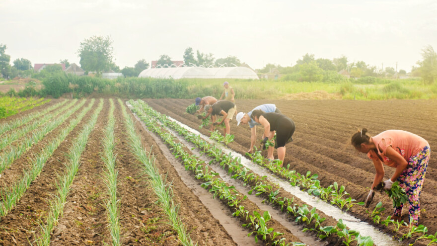 Šta će doneti novi Zakon o organskoj proizvodnji?