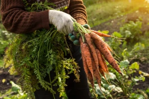 Hemijsko i suzbijanje šargarepine muve agrotehničkim merama