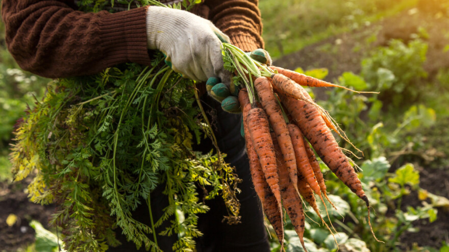 Hemijsko i suzbijanje šargarepine muve agrotehničkim merama