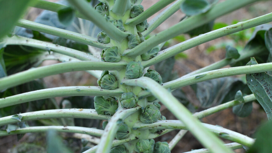 Proizvodnja rasada bez grejanja, plodovi najukusniji posle mraza