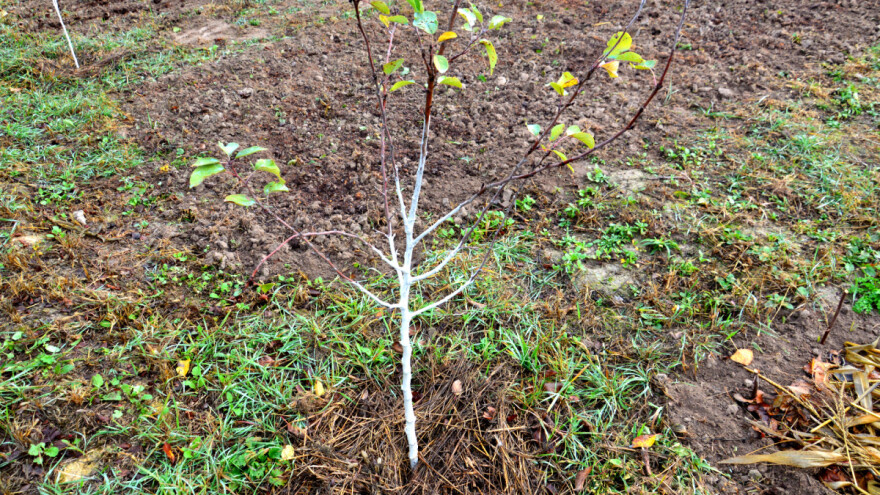 Kojim voćkama najviše smeta hladnoća i kako ih zaštititi zimi?