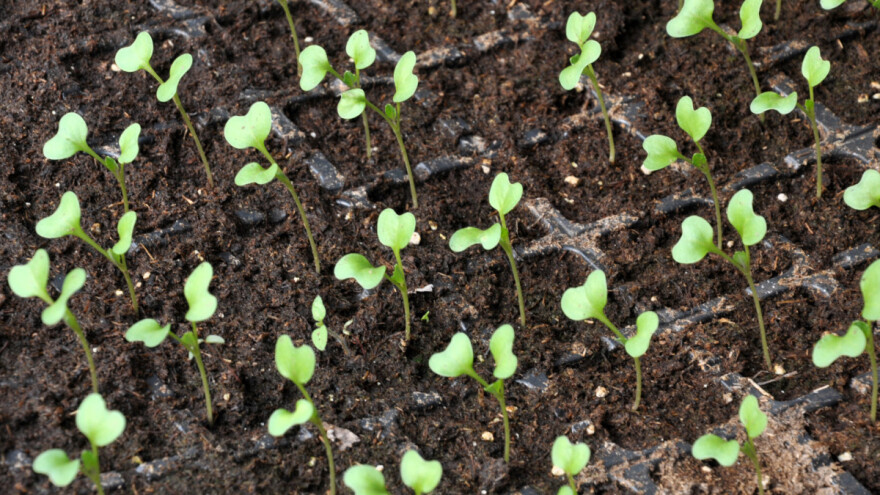 Presadnice kupusa: Glavni uvjet je sjetva sjemena dobre klijavosti