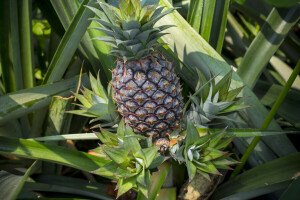 Ananas jeste egzotična biljka, ali možete je uzgajati i u svom dvorištu