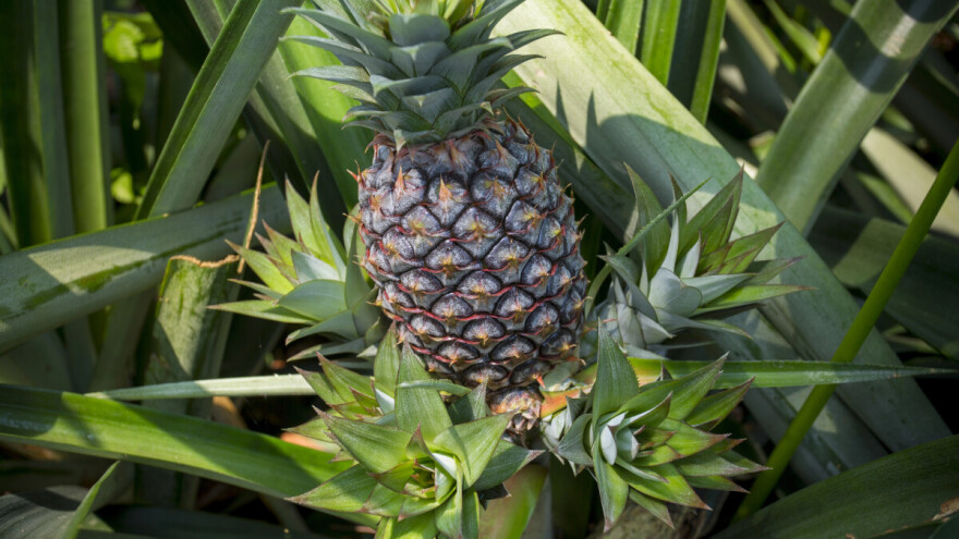 Ananas jeste egzotična biljka, ali možete je uzgajati i u svom dvorištu. Evo kako