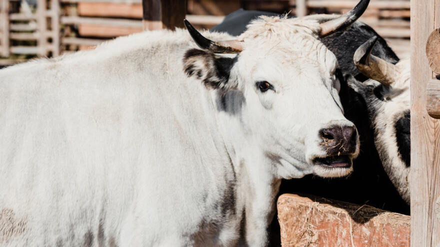 Novi Jerry? Bik pobjegao iz klaonice i protutnjao Slatinom