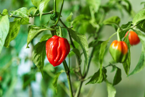 Uzgojena najljuća bugarska paprika - prvo mjesto u svijetu još uvijek zauzima Carolina Ripper