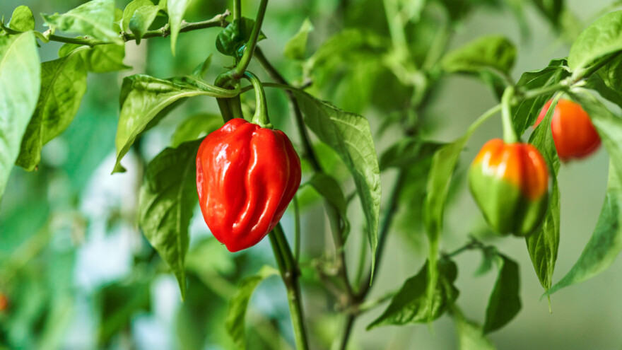 Uzgojena najljuća bugarska paprika - prvo mjesto u svijetu još uvijek zauzima Carolina Ripper