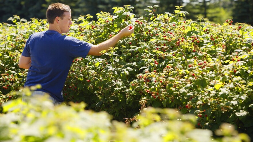 Rod maline u Kolubarskom okrugu biće i upola manji. Proizvođači strepe - koja će biti otkupna cena?