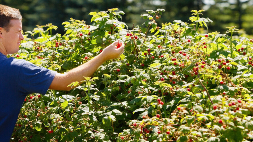 Gotovo 520.000 KM poticaja za proizvođače malina i kupina u ZDK
