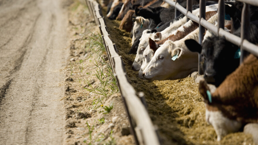25% svjetske ratarske proizvodnje je zaraženo mikotoksinima? Mogu li se suzbiti?