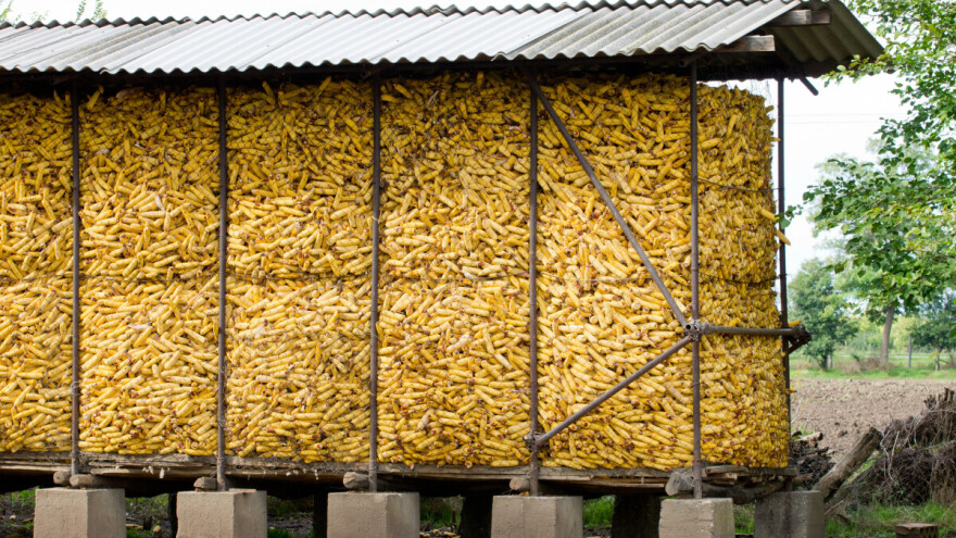 Rast cene kukuruza na robno-berzanskom tržištu