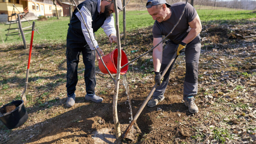 Kalemljenjem sadnica oraha do bržeg plodonošenja - sa rezidbom oprezno