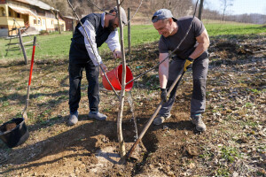 Kalemljenjem sadnica oraha do bržeg plodonošenja - sa rezidbom oprezno