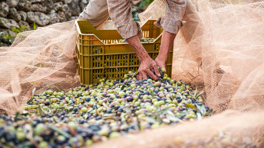 Bliži se "Dalmatinka" u čijem je fokusu mediteranska poljoprivreda