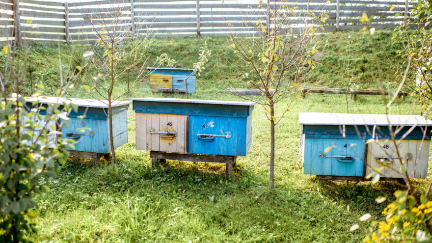 Koje je biljke najbolje saditi uz pčelinjak?