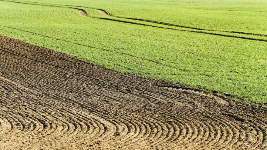 U kojim zemljama će ponovo zasejavati polja pod ozimim usevima?