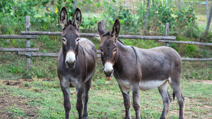 Nedaleko od grada napravio farmu životinja, za dobrobit svih sugrađana