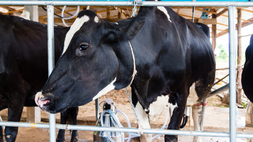 Plenković: Otkupit ćemo od malih mljekara sav tržišni višak