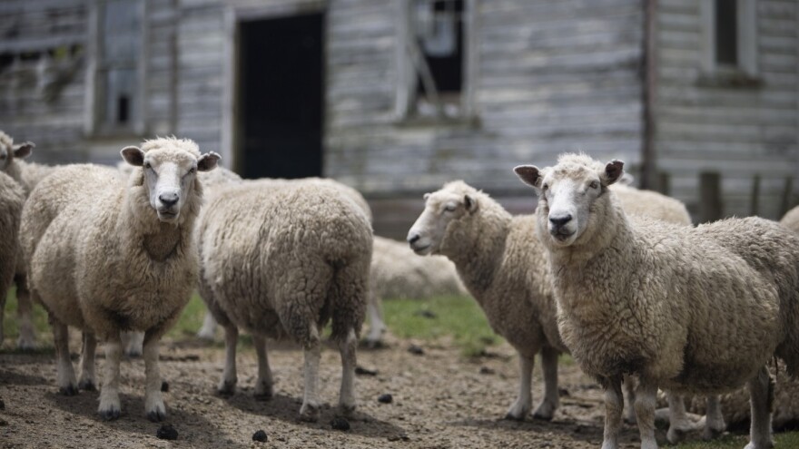Psi lutalice zaklali sedam ovaca: Meštani u strahu jer to nije prvi put