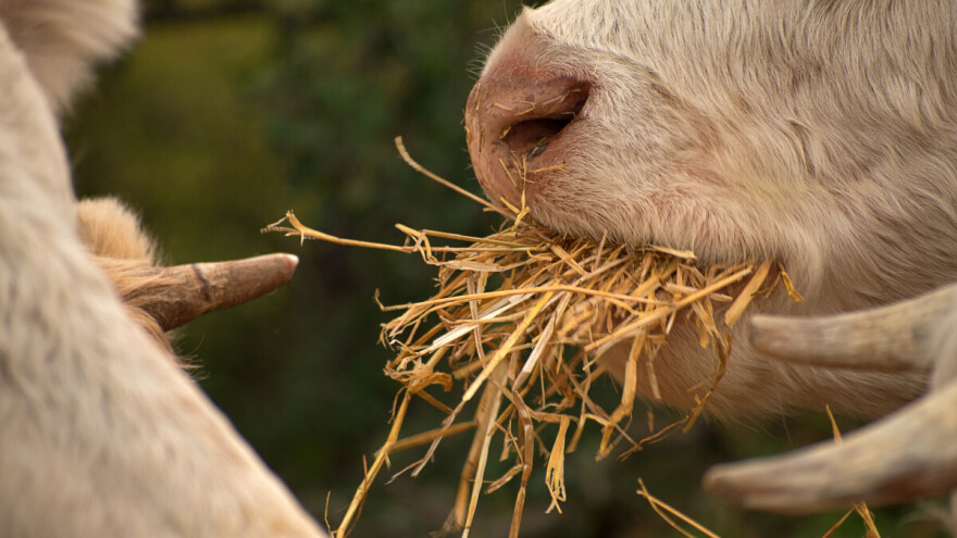 Organsko stočarstvo: Lečenje je preventiva, a hrana nekad može i iz konvencionalnog uzgoja?