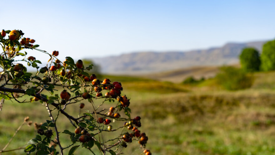 Otkupna cijena za šipurak 1,5 KM - tržište nije problem, velika je tražnja