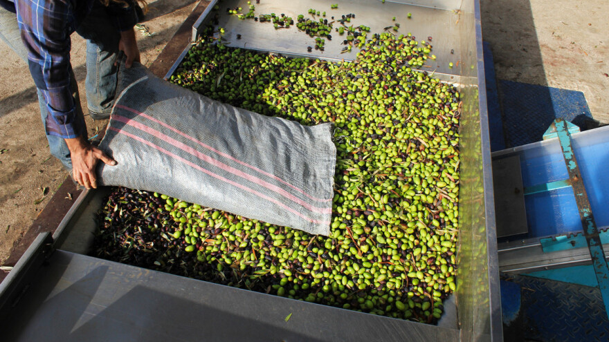 Otpad od prerade maslina, suncokreta i biljni šećeri budućnost izrade bioplastike?