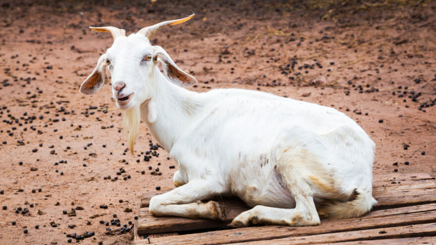 Kozji stajnjak može se koristiti i svjež, ali je bolje kompostirati ga
