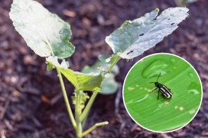 Kupusni buvači - male napasti uzrokuju velike štete