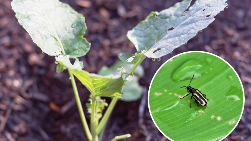 Kupusni buvači - male napasti uzrokuju velike štete