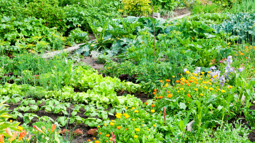 Koje zelene zaštitnice čuvaju biljke od štetnika?