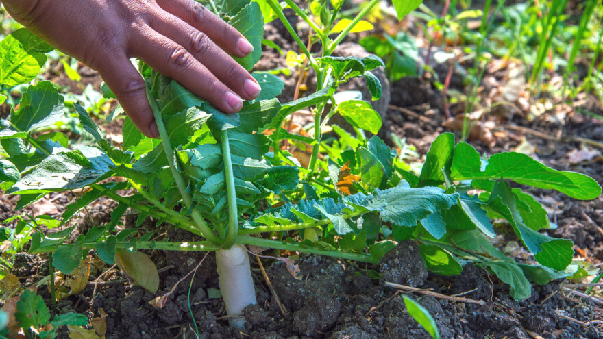 Azijsko povrće možete uzgojiti i u svom vrtu - ne zahtijeva posebnu njegu
