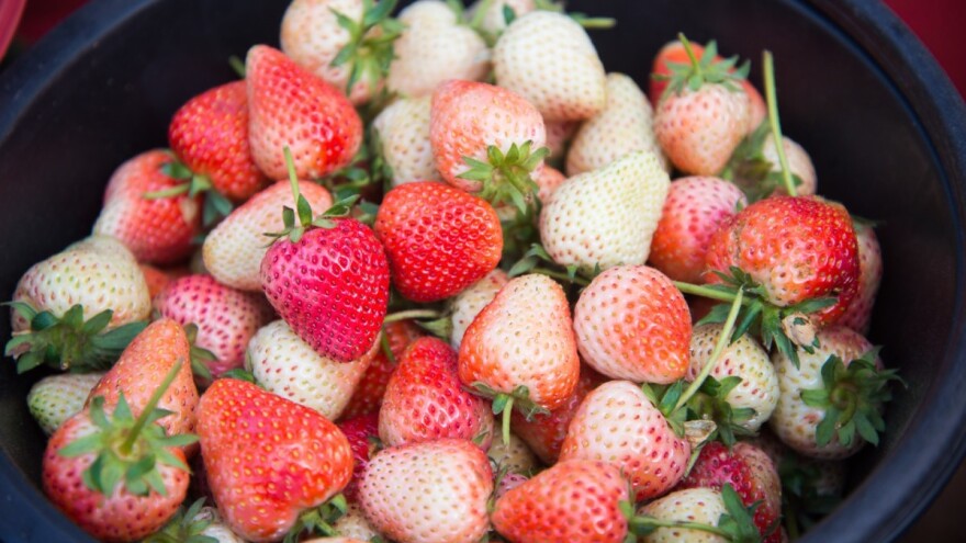 Našli bi se kupci i kod nas: Luksuzne jagode skuplje od teletine