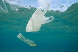 Plastika i u novootkrivenoj vrsti rakova!