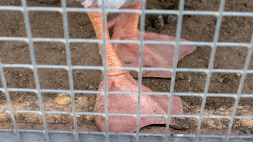 Nakon snimaka zlostavljanja životinja: Otkaz u klaonici i prekid saradnje s trgovačkim lancima