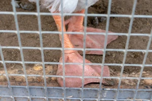 Nakon snimaka zlostavljanja životinja: Otkaz u klanici i prekid saradnje s trgovačkim lancima