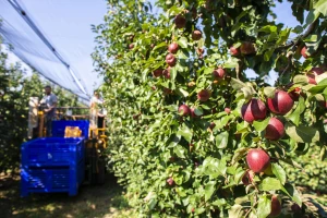 Nestanak proleća i blage zime veliki izazov voćarima i vinogradarima. Kako zajedno prevazići prepreke?