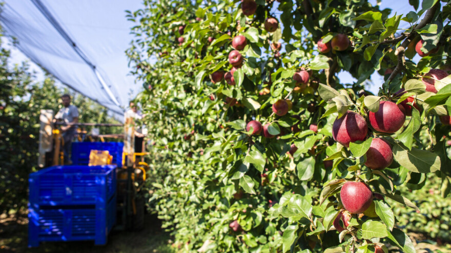 Nestanak proleća i blage zime veliki izazov voćarima i vinogradarima. Kako zajedno prevazići prepreke?