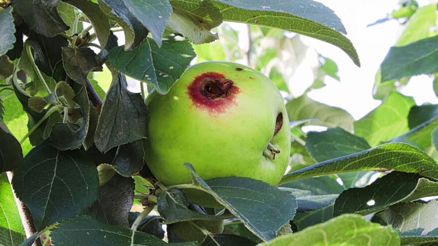 Smotavac može uništiti čak 90 posto roda jabuke. Na vrijeme ga suzbijte