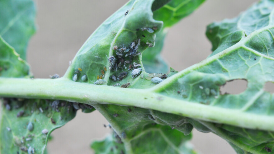 Kako kontrolisati biljne vaši - preventiva, prirodni neprijatelji i sredstva za suzbijanje