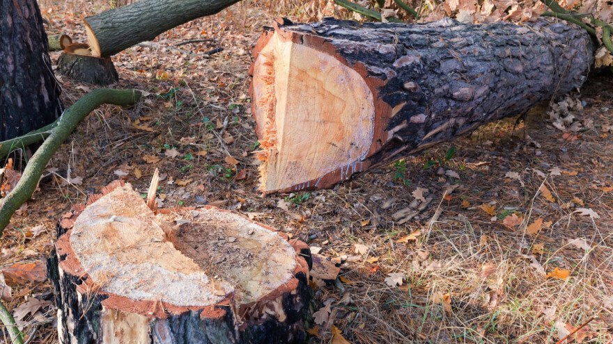 Policija pronašla šumokradicu: Posjekao 10 hrastova, bukvu, jasen...