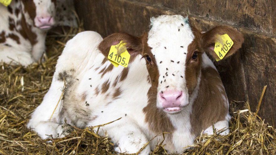 Otarasite se muha iz štale - uznemiruju životinje i utiču na proizvodnju