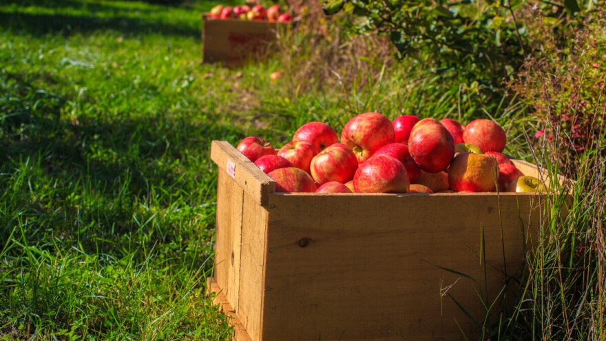 Dijaspora dala potporu 11 kompanija iz agrobiznisa